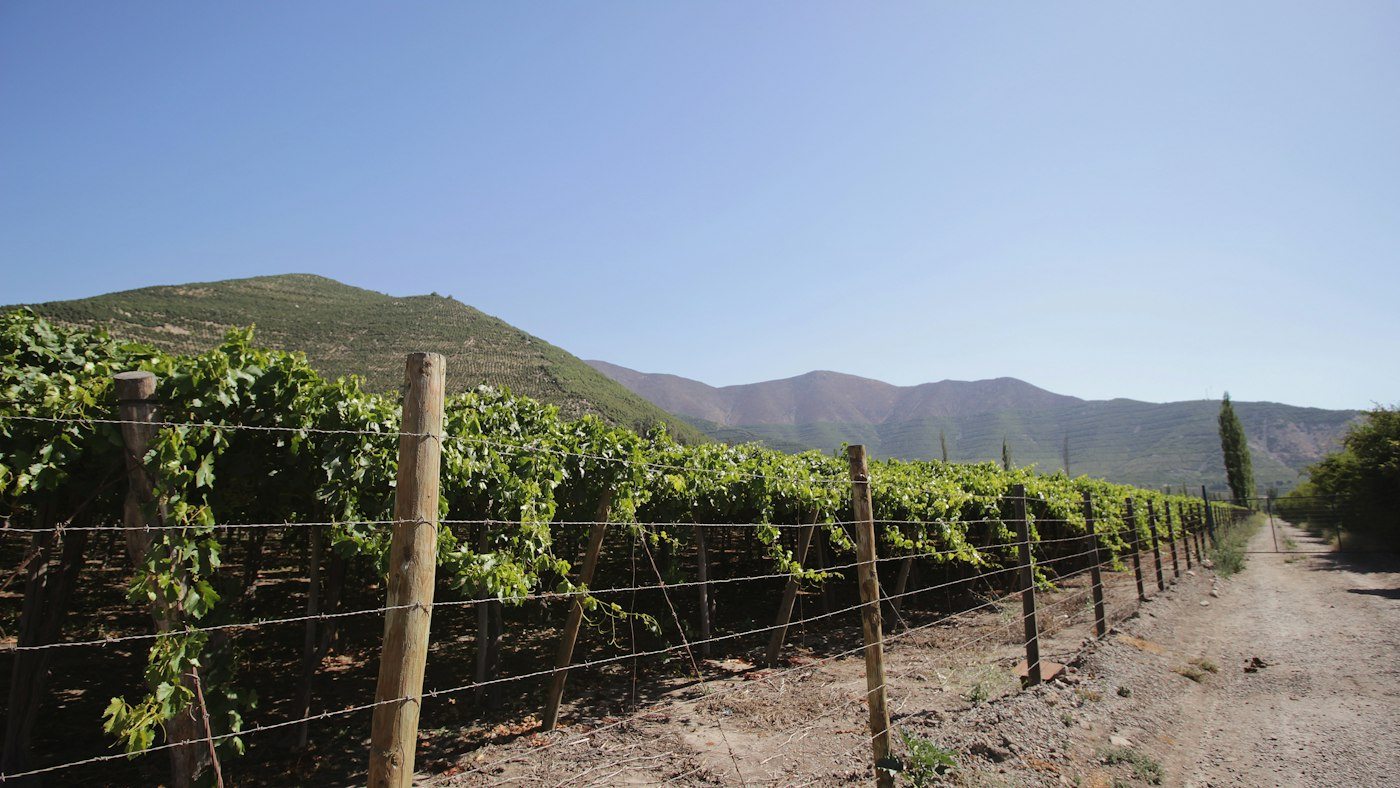 Viñedo en Panquehue, Valle de Aconcagua, Chile