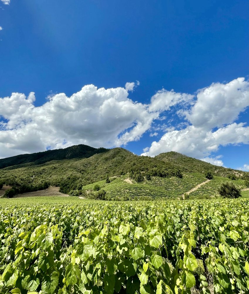 Vineyard landscape in Apalta, Colchagua Valley, Chile