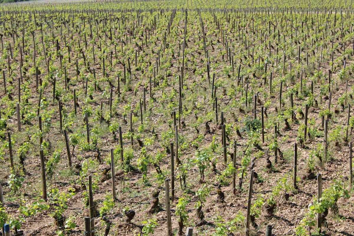 Viñedo Grand Cru Les Clos, Chablis, Borgoña, Francia