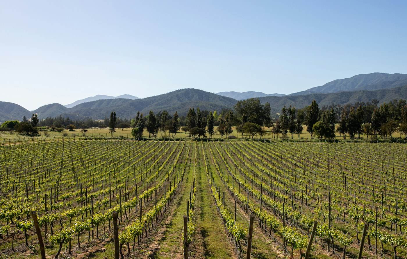 Viñedo en Casablanca, Chile