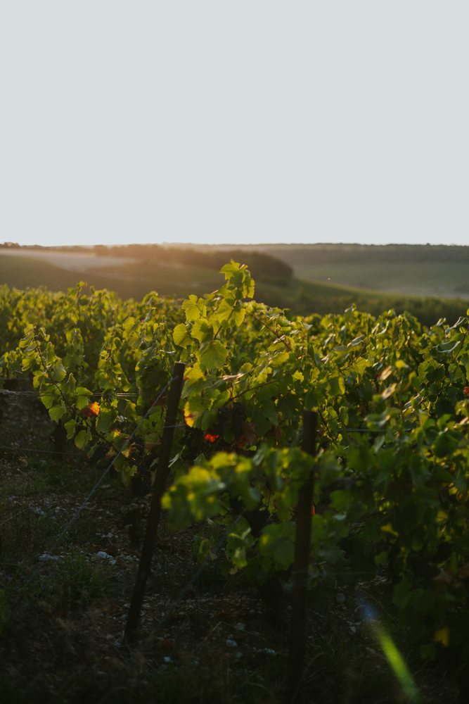 Viñedos al amanecer en Champagne, Francia