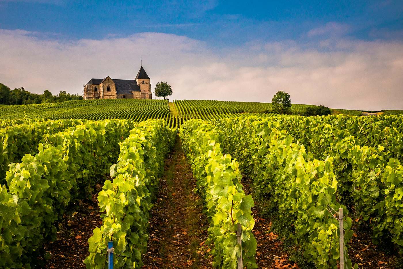 Viñedos e iglesia Saint-Martin de Chavot, Champagne, Francia