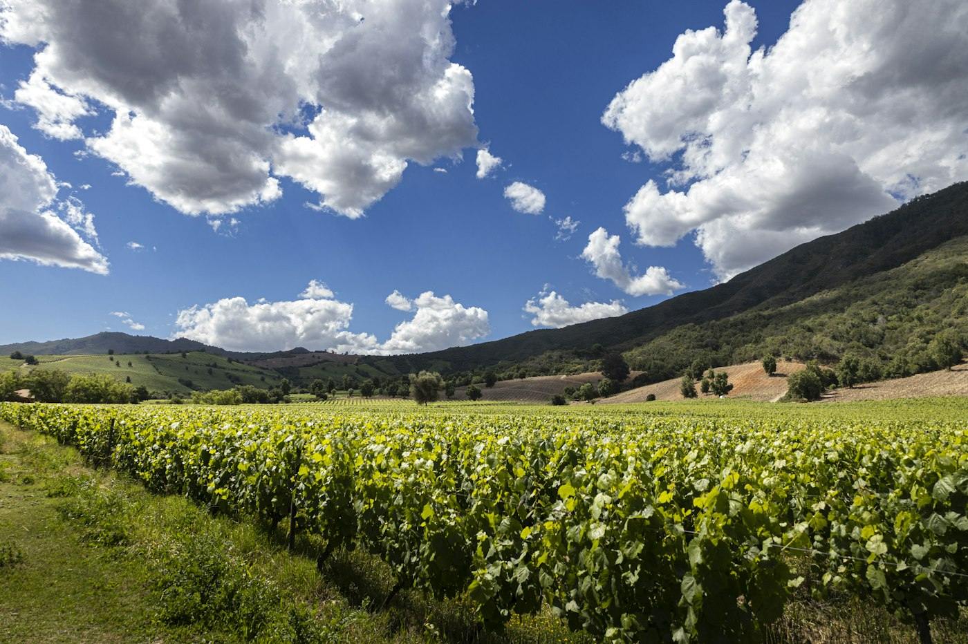 Vineyards in Apalta, Colchagua Valley, Chile