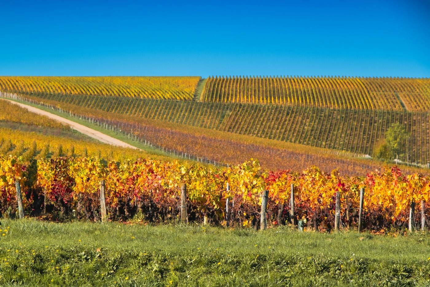 Viñedos de Verdigny en Sancerre, Valle del Loira, Francia
