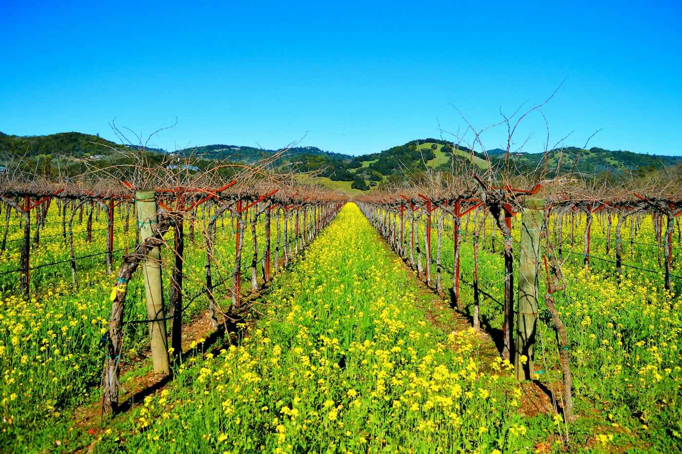 Viñedo en Sonoma, California