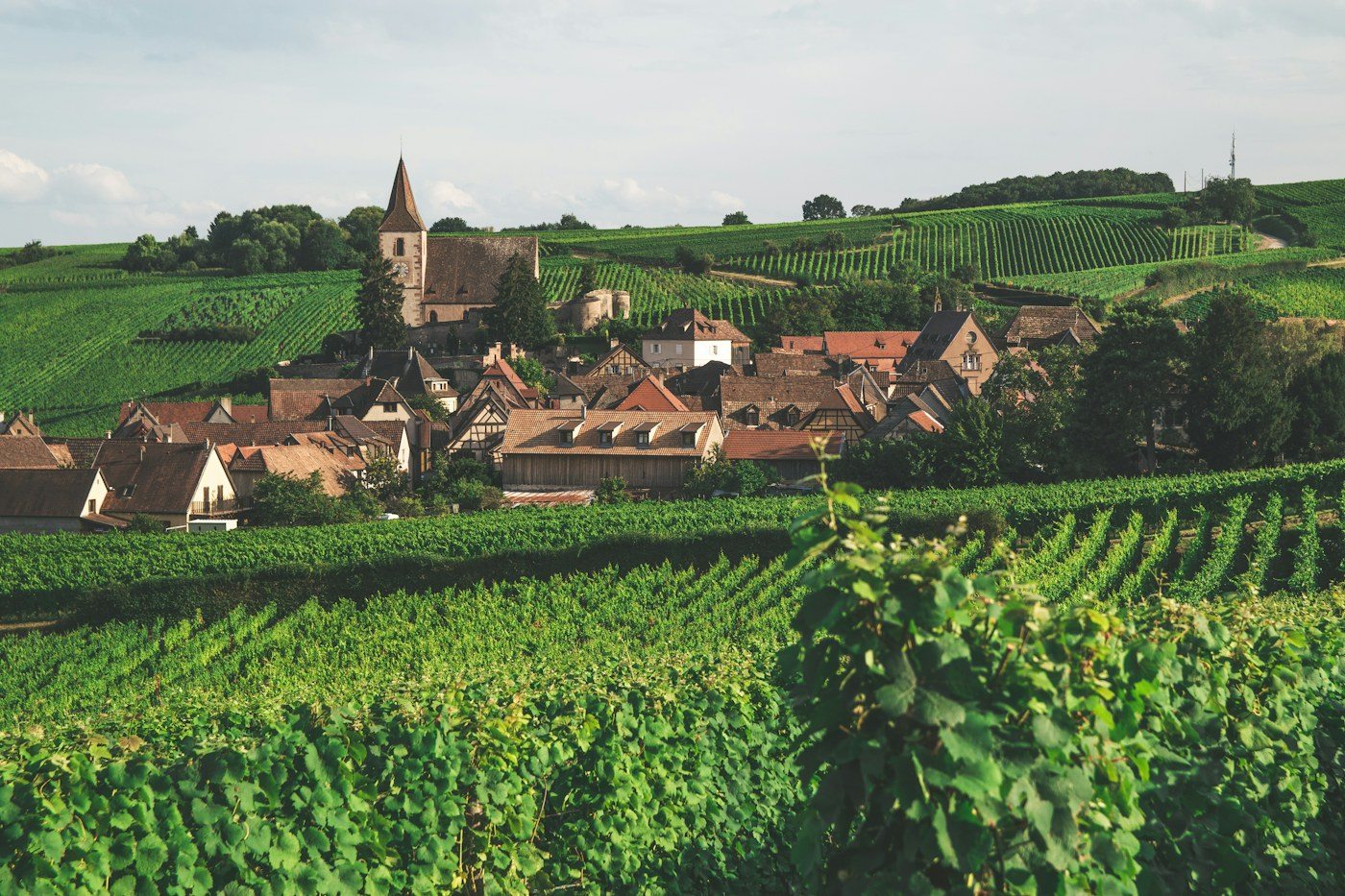 Viñedos y pueblo de Alsacia, Francia