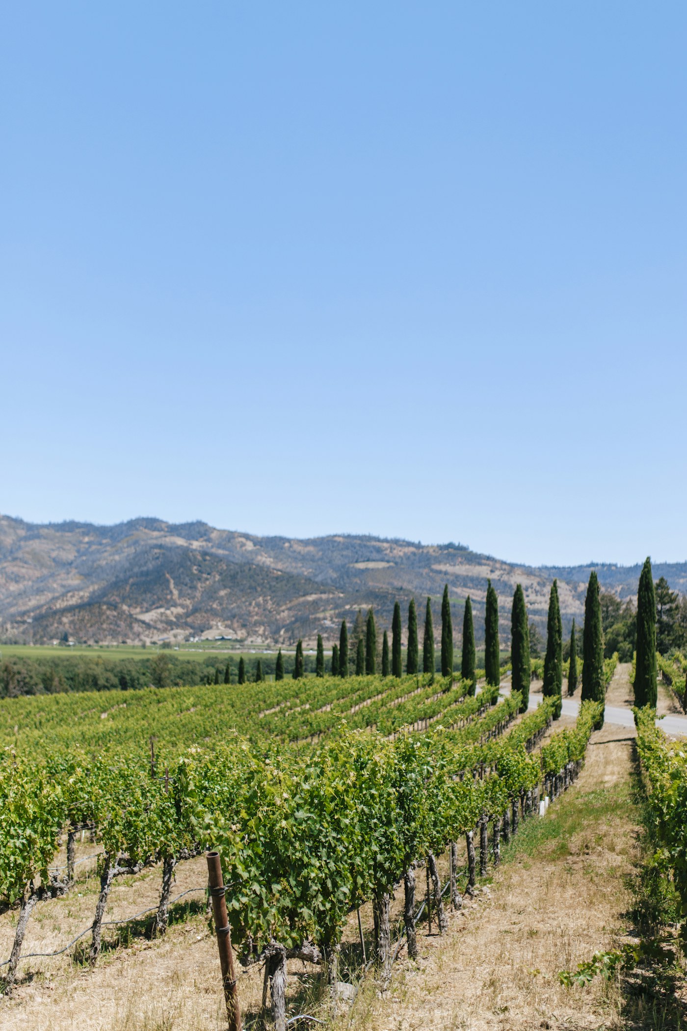 Viñedos en Napa Valley, California, Estados Unidos