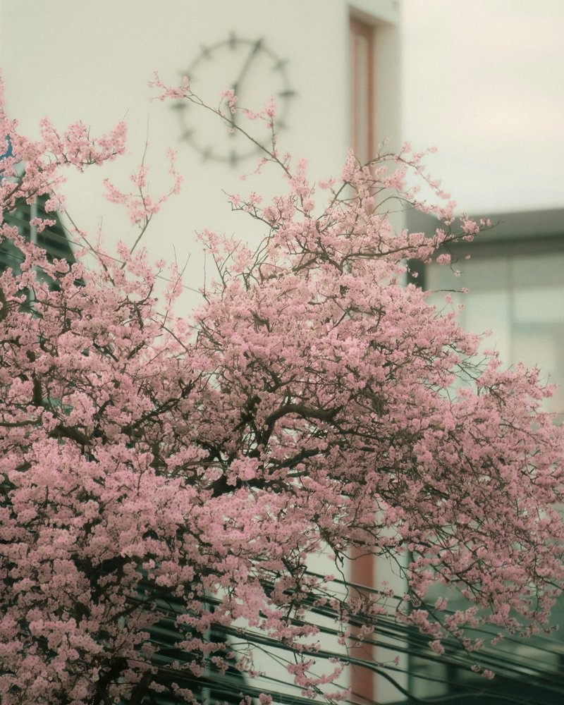 Primavera en Temuco, provincia de Cautín, Chile.