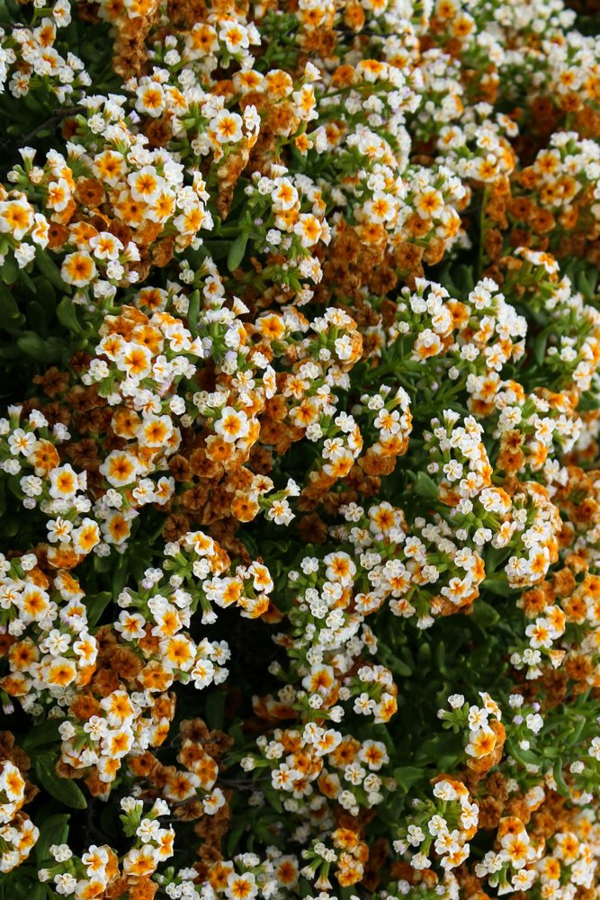 Flores en el Parque Nacional Llanos de Challe, Huasco, Chile.