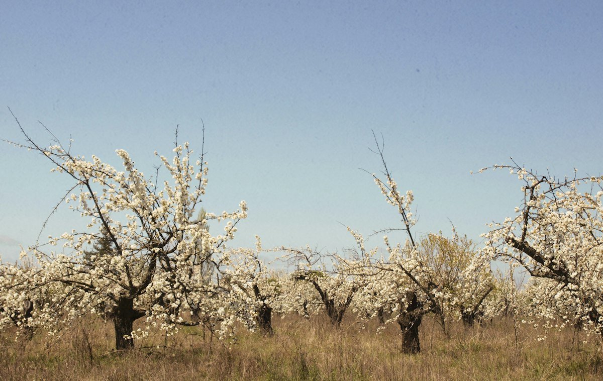 Floración de cerezos en Quinchamalí, Ñuble: paisaje rural del entorno del Itata.