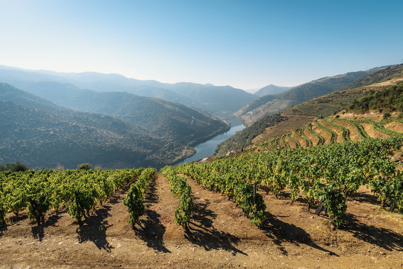 Viñedos en terrazas del valle del Duero, Portugal
