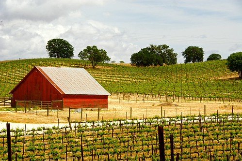Viñedo de Paso Robles, California