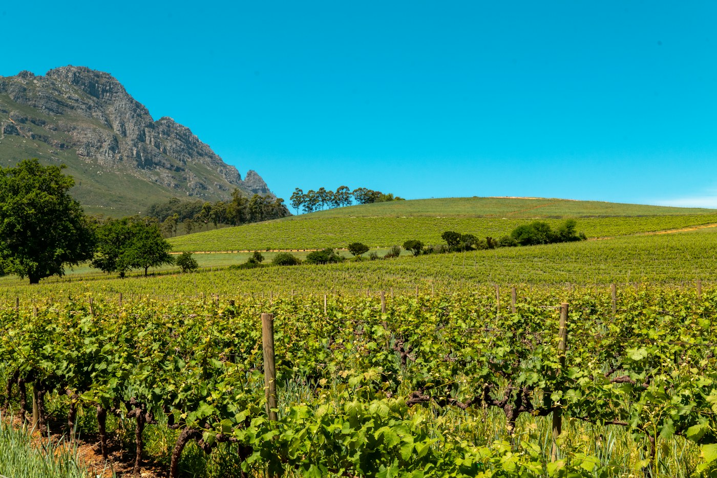 Delheim vineyards, Stellenbosch, South Africa